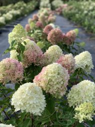 Гортензия метельчатая (Hydrangea paniculata) Кенди Лав — изображение 2