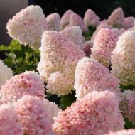 Гортензия метельчатая (Hydrangea paniculata) Кенди Лав