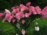 Гортензия метельчатая (Hydrangea paniculata) Фрейз Мельба — изображение 3