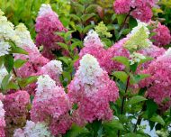 Гортензия метельчатая (Hydrangea paniculata) Фрейз Мельба