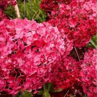 Гортензия метельчатая (Hydrangea paniculata) Самарская Лидия — изображение 3