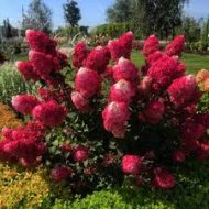 Гортензия метельчатая (Hydrangea paniculata) Самарская Лидия