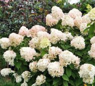 Гортензия метельчатая (Hydrangea paniculata) Скайфолл — изображение 4