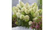 Гортензия метельчатая (Hydrangea paniculata) Скайфолл — изображение 3