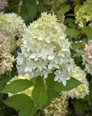 Гортензия метельчатая (Hydrangea paniculata) Скайфолл
