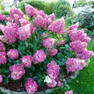Гортензия метельчатая (Hydrangea paniculata) Сандей Фрейз