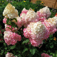 Гортензия метельчатая (Hydrangea paniculata) Сандей Фрейз — изображение 2