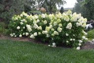 Гортензия метельчатая (Hydrangea paniculata) Селекшн — изображение 4