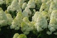 Гортензия метельчатая (Hydrangea paniculata) Селекшн
