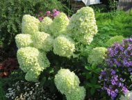 Гортензия метельчатая (Hydrangea paniculata) Селекшн — изображение 2