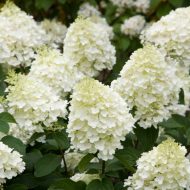 Гортензия метельчатая (Hydrangea paniculata) Сильвер Доллар