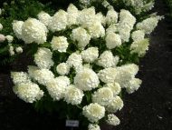 Гортензия метельчатая (Hydrangea paniculata) Сильвер Доллар — изображение 3