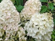 Гортензия метельчатая (Hydrangea paniculata) Сильвер Доллар — изображение 2