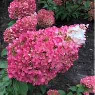 Гортензия метельчатая (Hydrangea paniculata) Строберри Блоссом