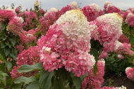 Гортензия метельчатая (Hydrangea paniculata) Строберри Блоссом — изображение 2