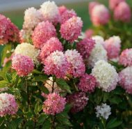Гортензия метельчатая (Hydrangea paniculata) Тиклед Пинк