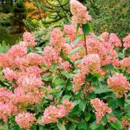 Гортензия метельчатая (Hydrangea paniculata) Тиклед Пинк — изображение 2