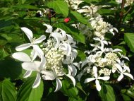 Гортензия метельчатая (Hydrangea paniculata) Стар Роуз — изображение 4