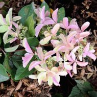Гортензия метельчатая (Hydrangea paniculata) Стар Роуз