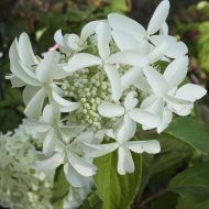 Гортензия метельчатая (Hydrangea paniculata) Стар Роуз — изображение 2