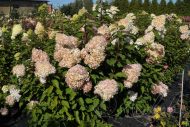 Гортензия метельчатая (Hydrangea paniculata) Фантом — изображение 3