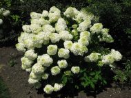 Гортензия метельчатая (Hydrangea paniculata) Фантом