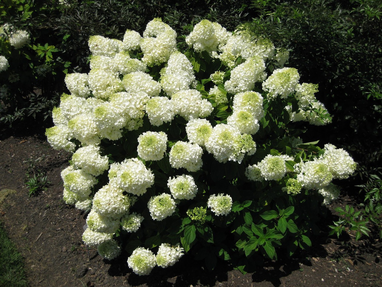 гортензия метельчатая фантом 2 Гортензия метельчатая (Hydrangea paniculata) Фантом — изображение 1